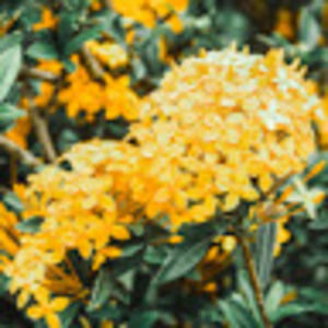 Meet your Posher, Sorrel